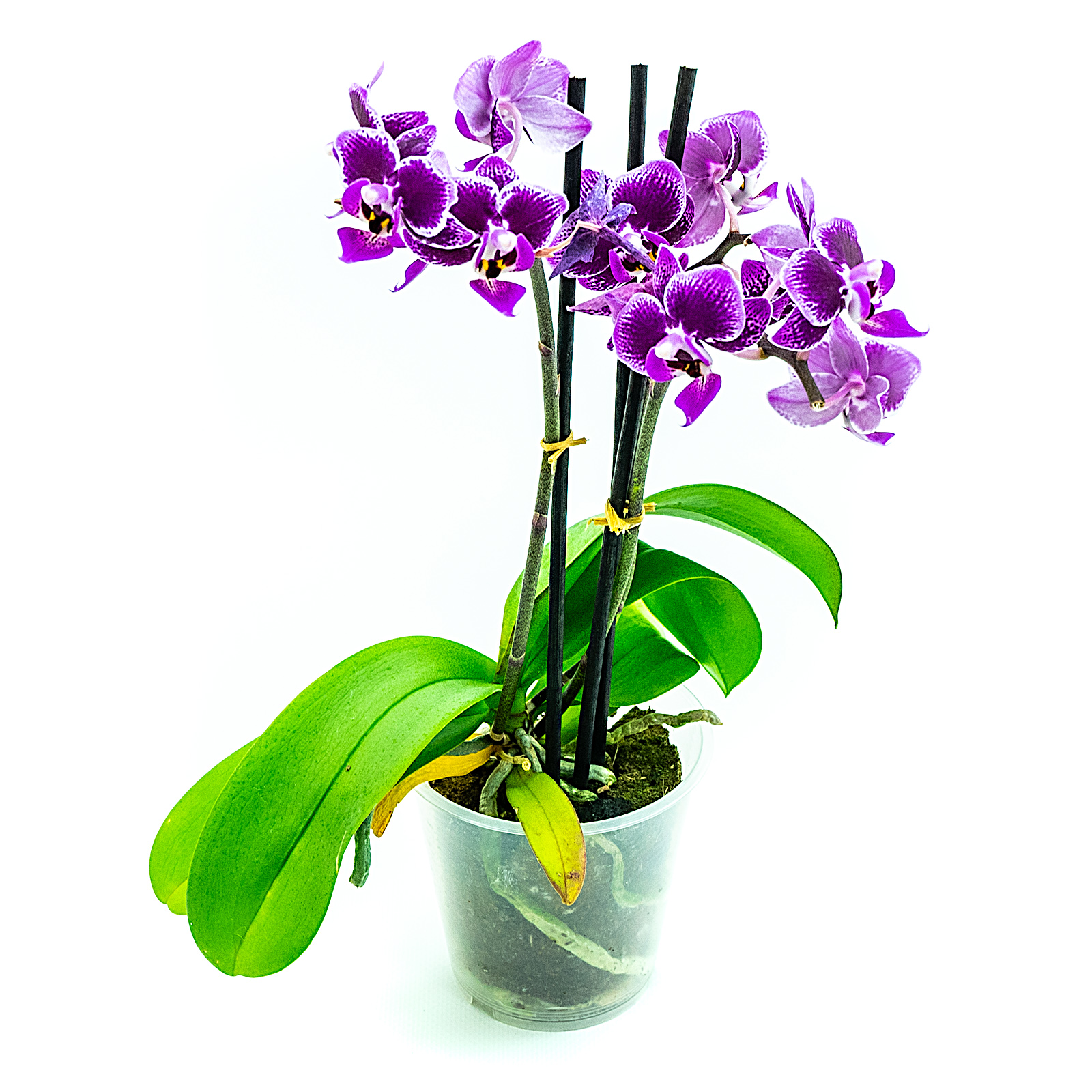 Detail Bilder Orchideen Nomer 22