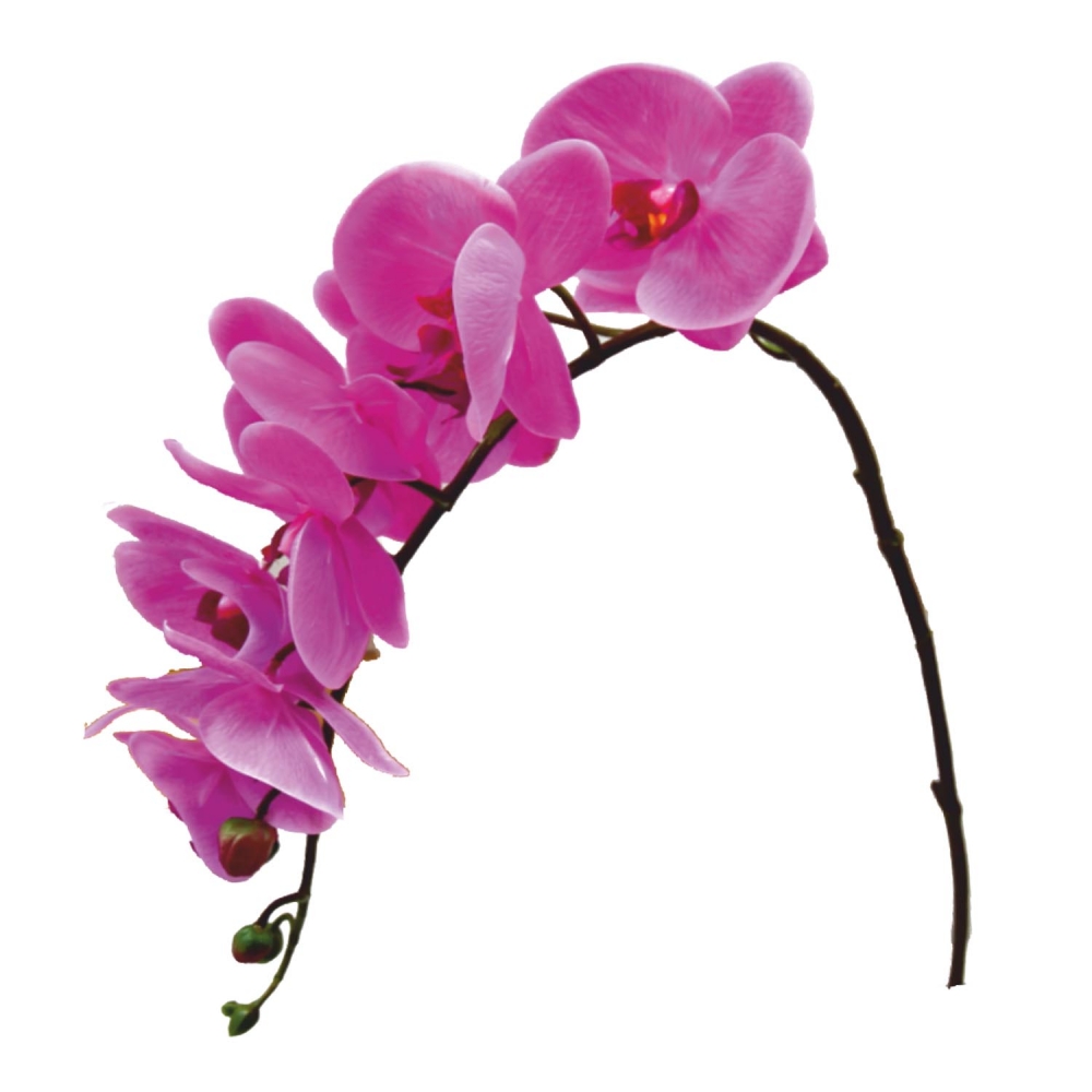 Detail Bilder Orchideen Nomer 27