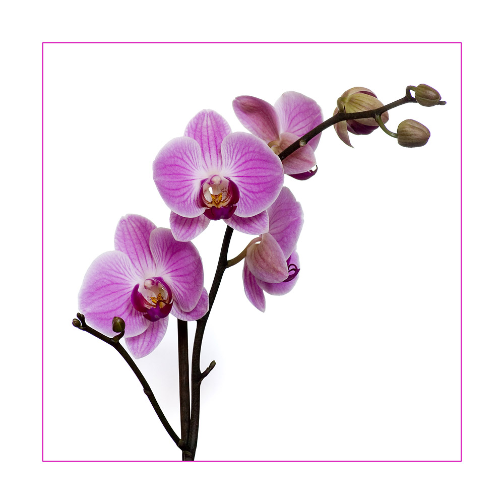 Detail Bilder Orchideen Nomer 3