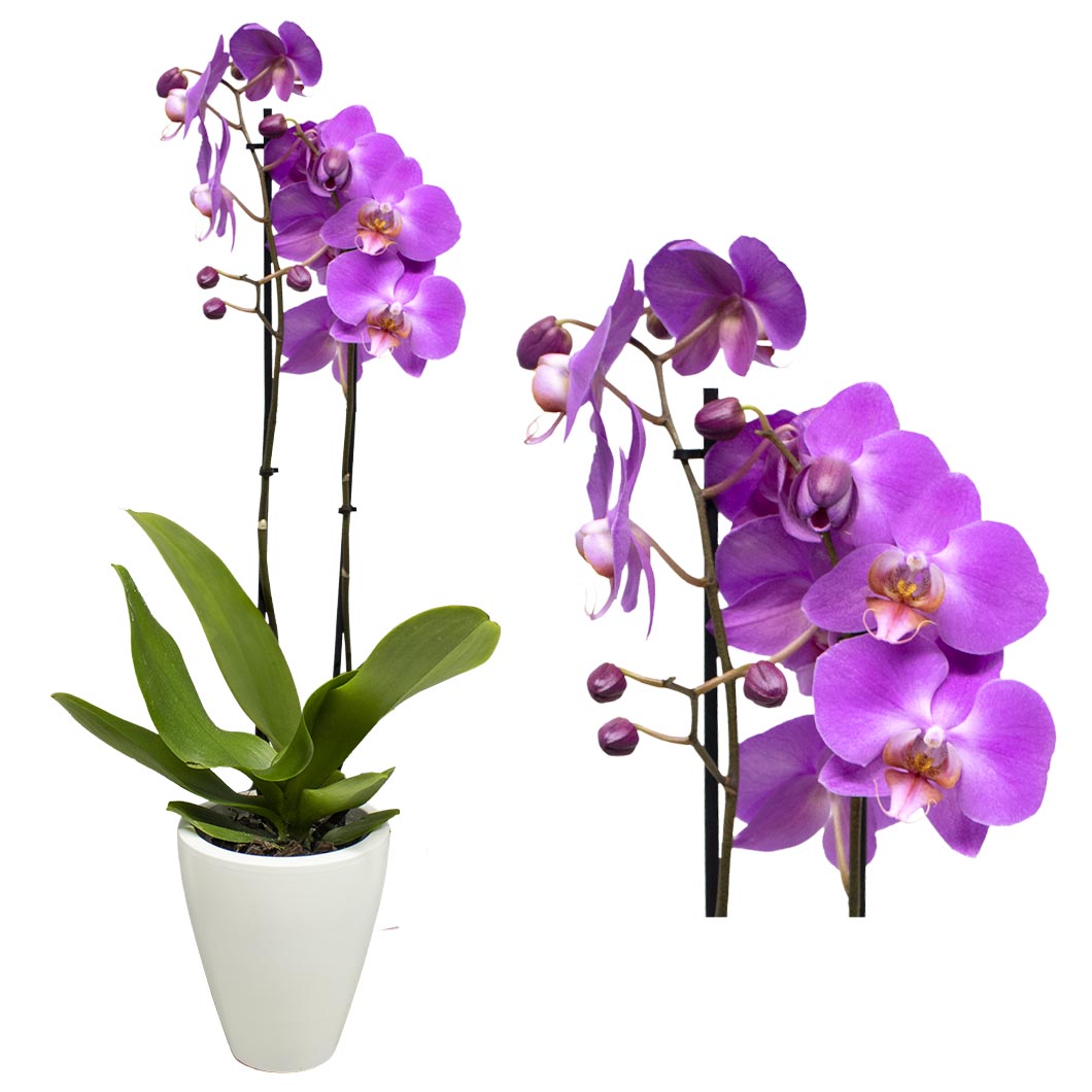 Detail Bilder Orchideen Nomer 4