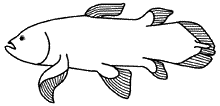 Detail Fisch Skelett Beschriftet Nomer 18