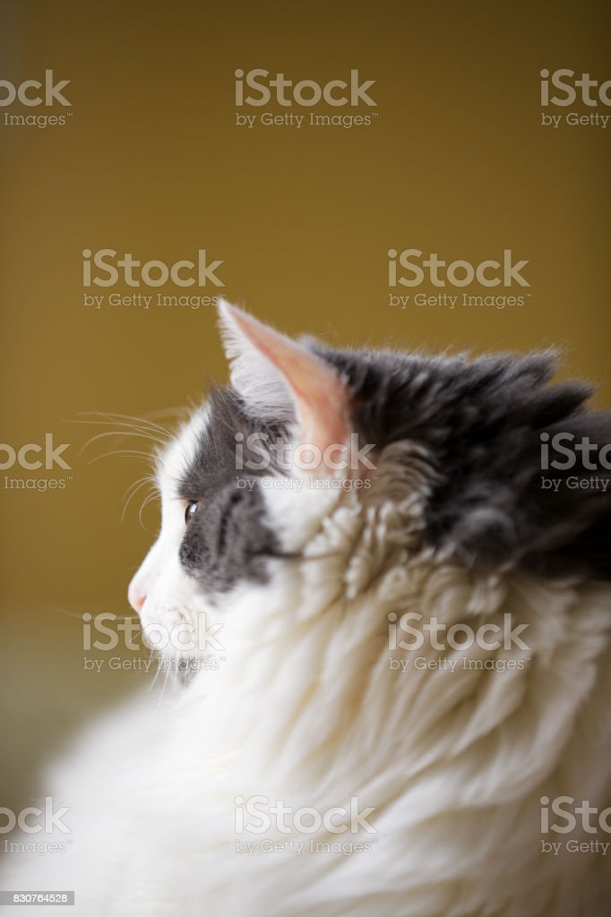 Detail Foto Profil Kucing Nomer 11
