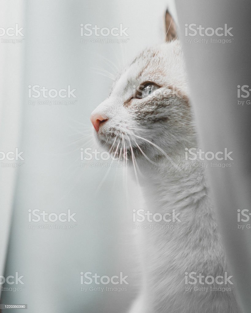 Detail Foto Profil Kucing Nomer 17