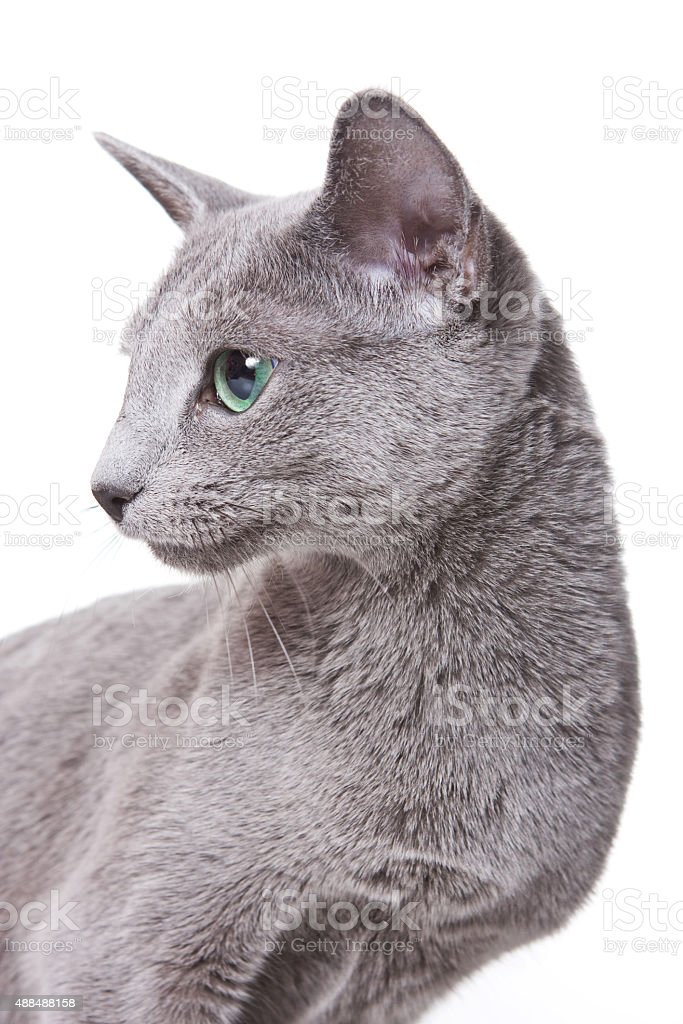 Detail Foto Profil Kucing Nomer 21