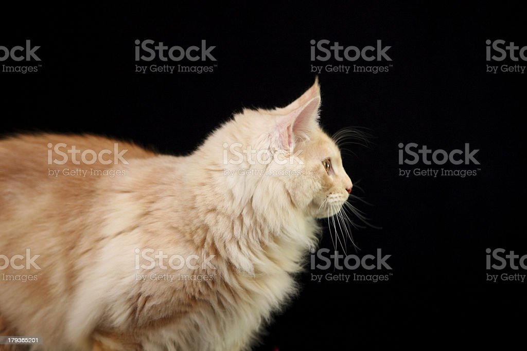Detail Foto Profil Kucing Nomer 22