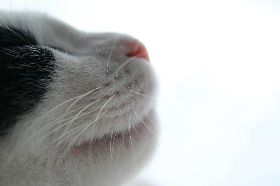 Detail Foto Profil Kucing Nomer 23
