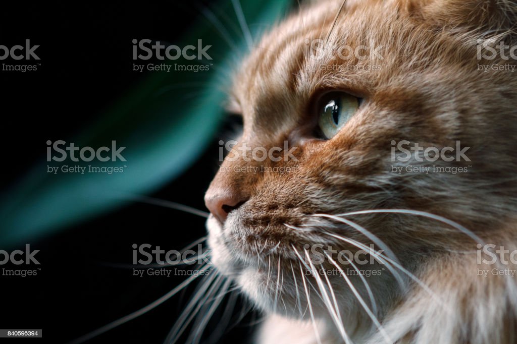 Detail Foto Profil Kucing Nomer 28