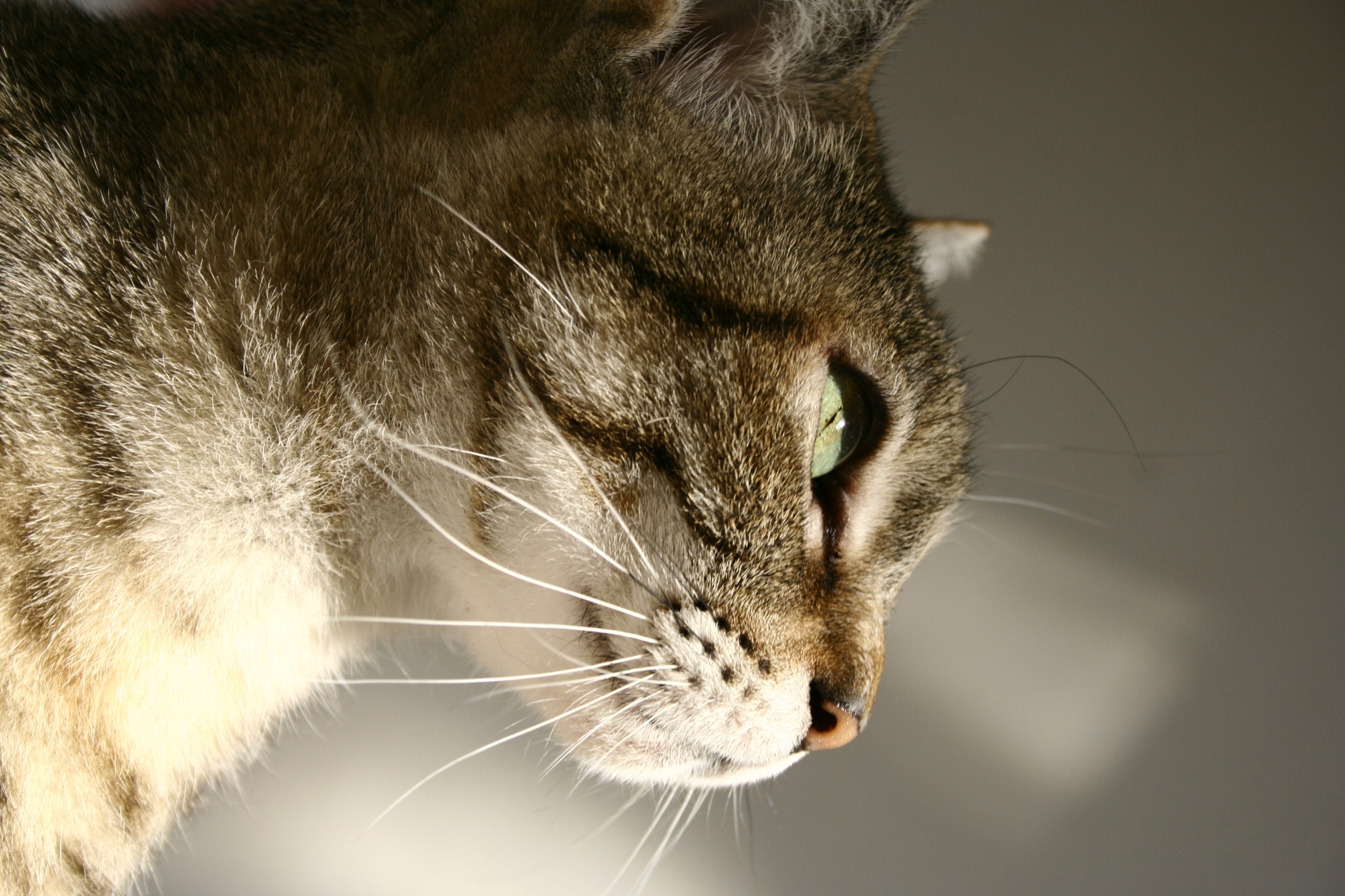 Detail Foto Profil Kucing Nomer 47