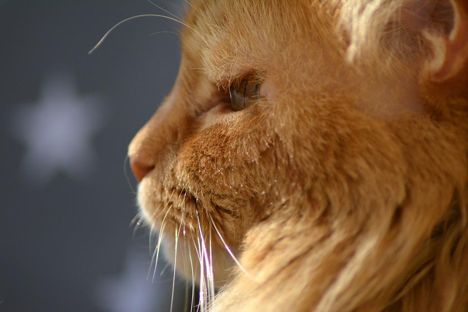 Detail Foto Profil Kucing Nomer 57