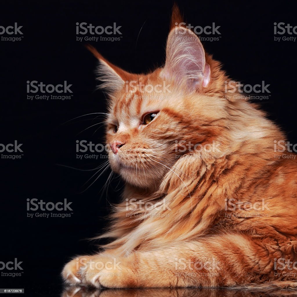 Detail Foto Profil Kucing Nomer 7