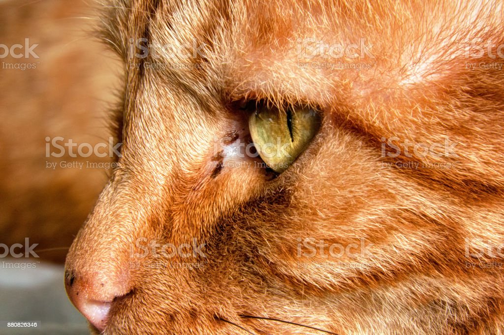 Detail Foto Profil Kucing Nomer 8