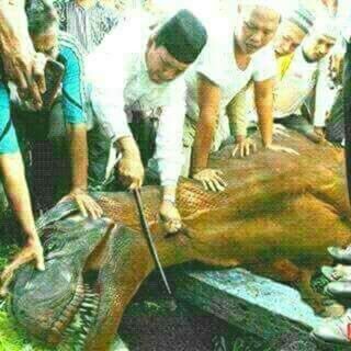 Detail Foto Qurban Lucu Nomer 4