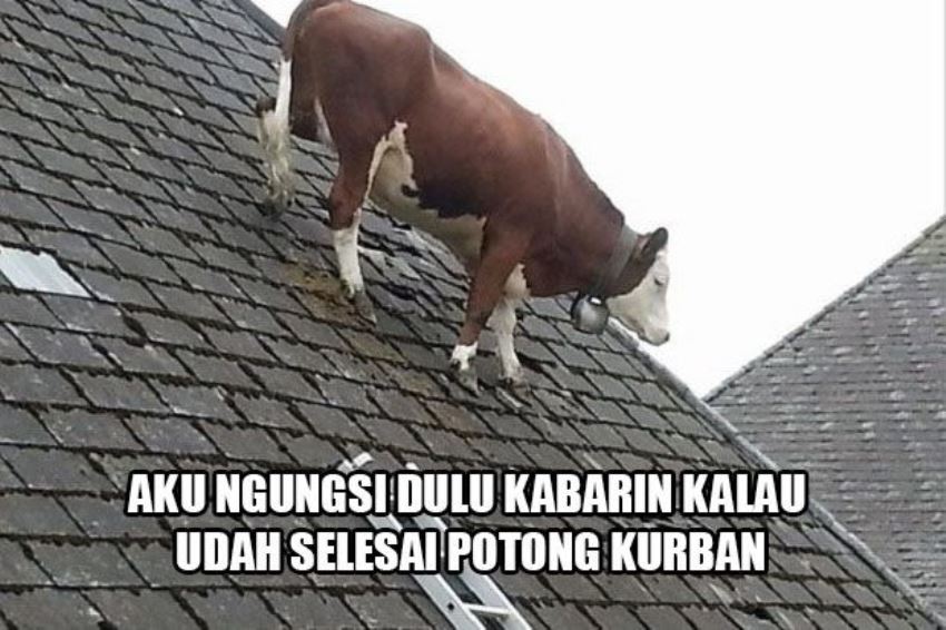 Detail Foto Qurban Lucu Nomer 6