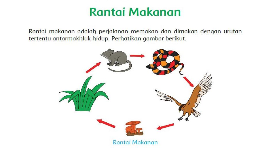 Detail Foto Rantai Makanan Nomer 13