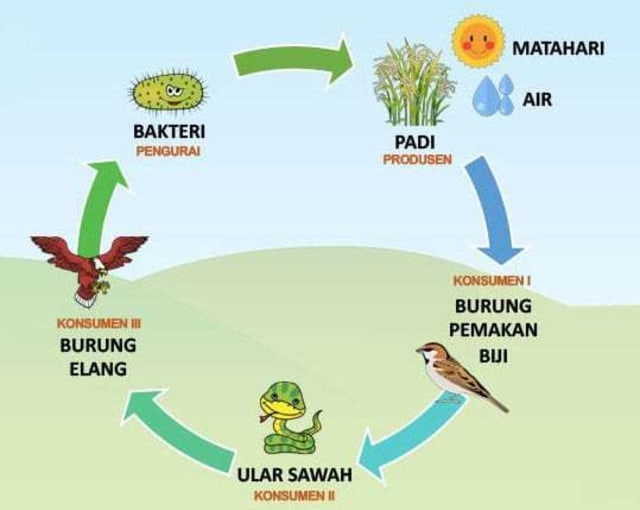 Detail Foto Rantai Makanan Nomer 9