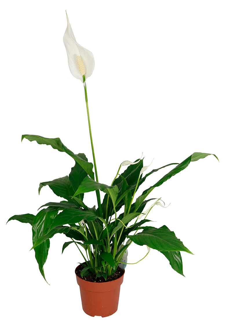 Detail Spathiphyllum Katze Nomer 3