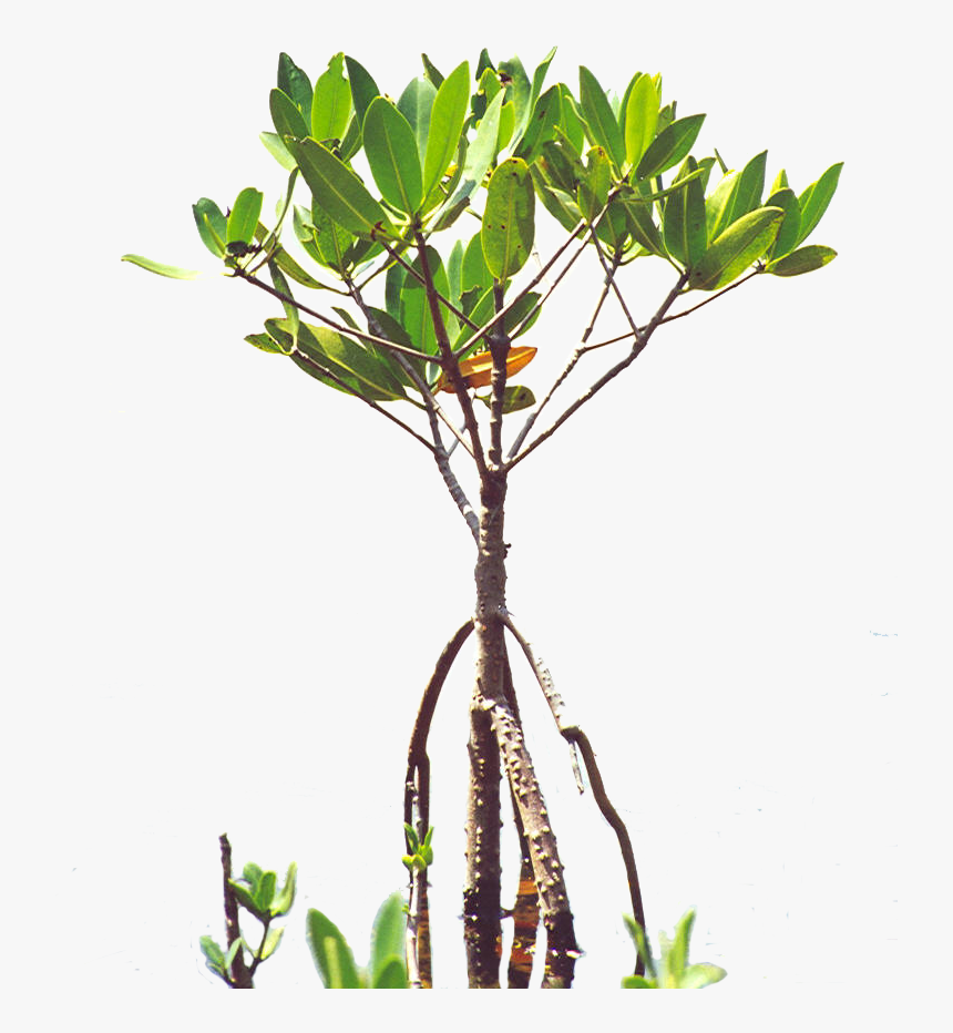 Mangrove Tree Png - KibrisPDR