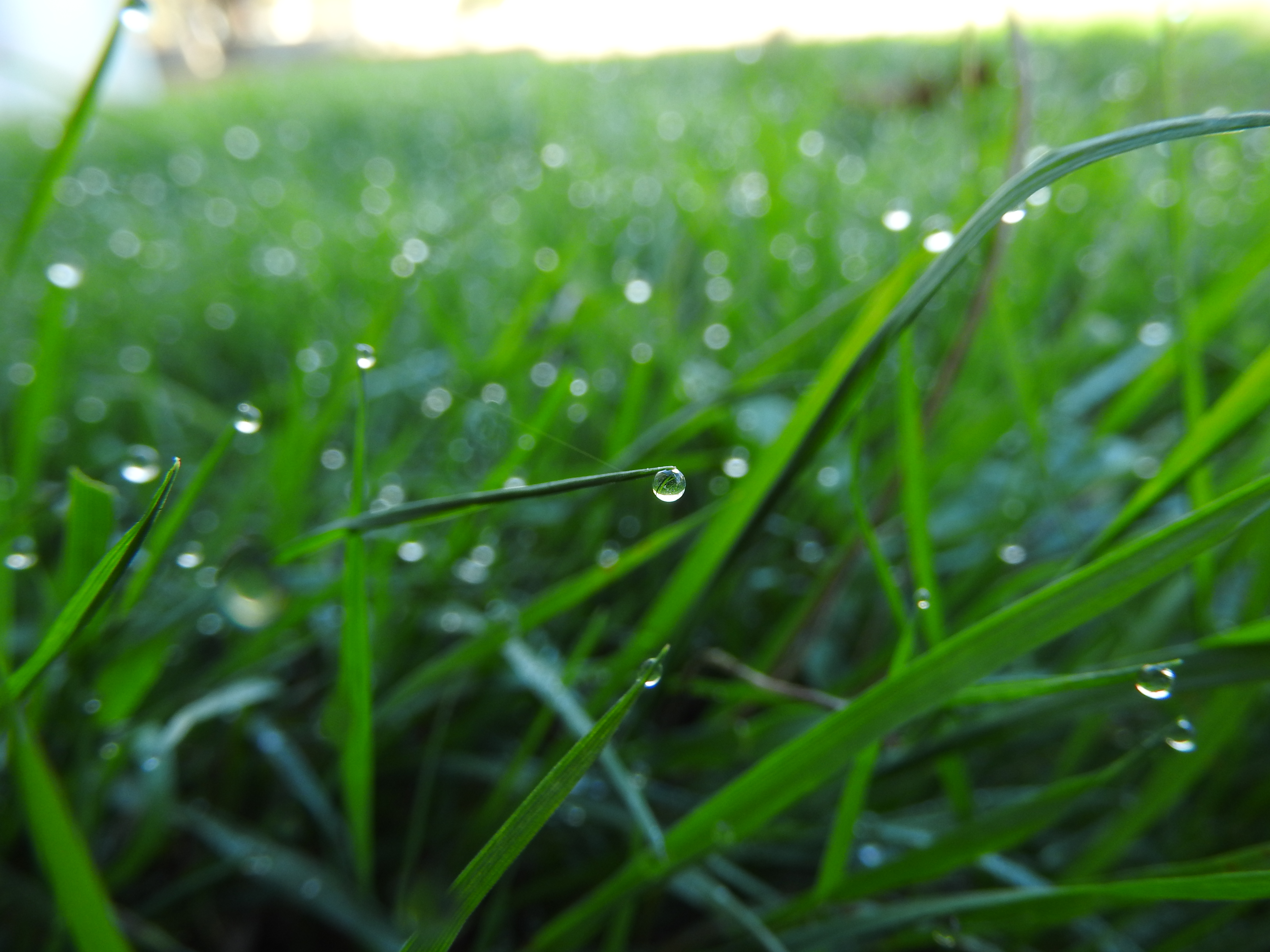 Detail Foto Rumput Hijau Nomer 19