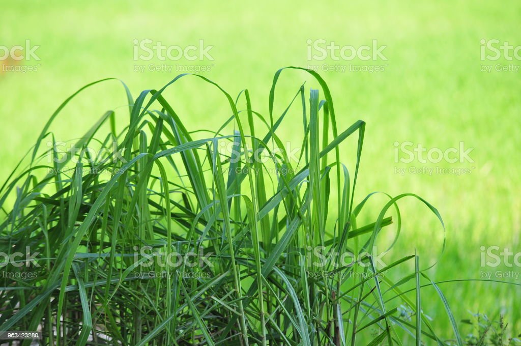 Detail Foto Rumput Hijau Nomer 41