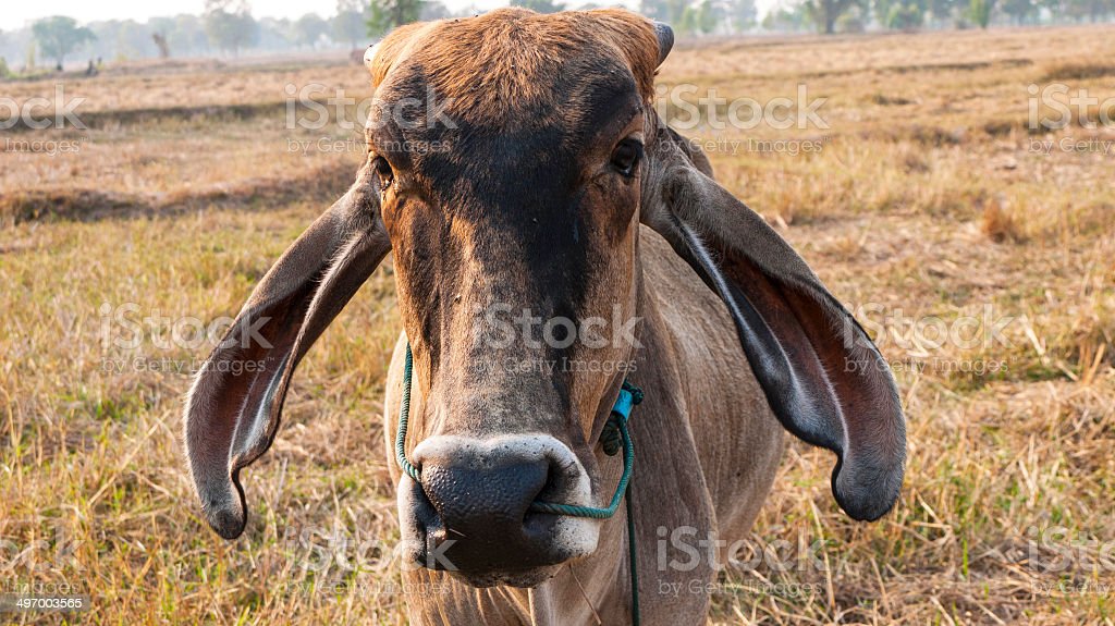 Detail Foto Sapi Brahman Nomer 20