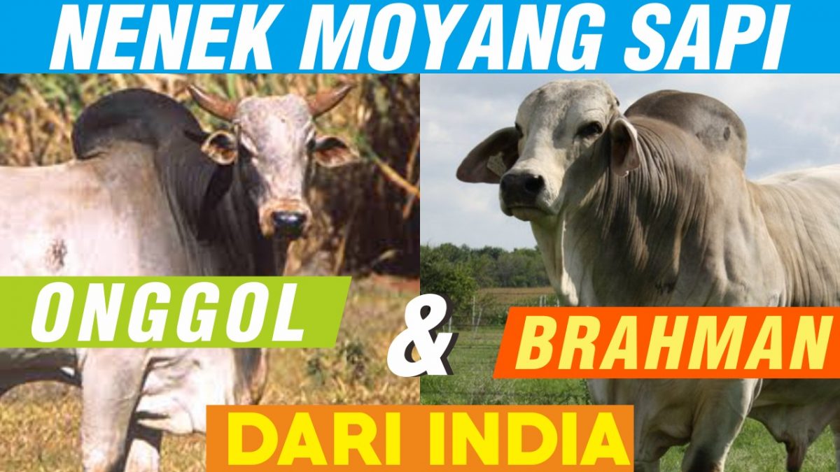 Detail Foto Sapi Brahman Nomer 28