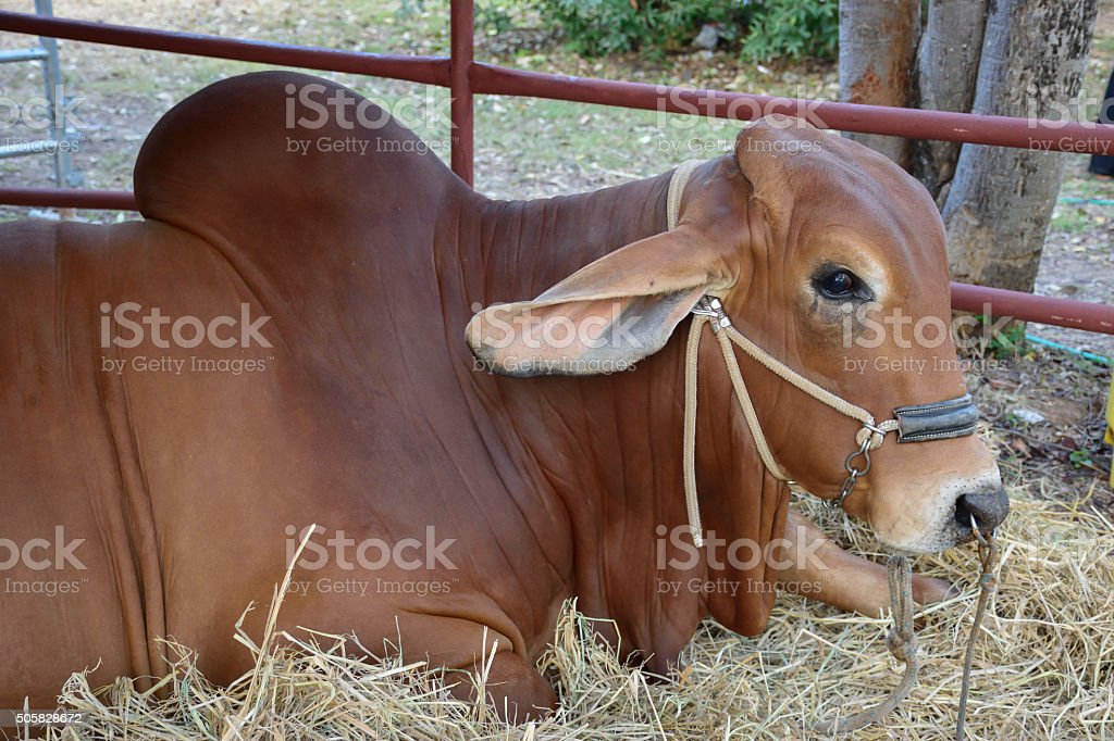 Detail Foto Sapi Brahman Nomer 33