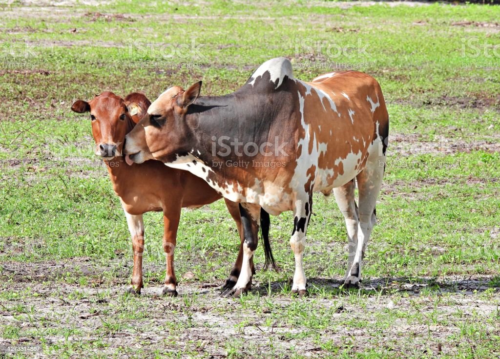 Detail Foto Sapi Brahman Nomer 37