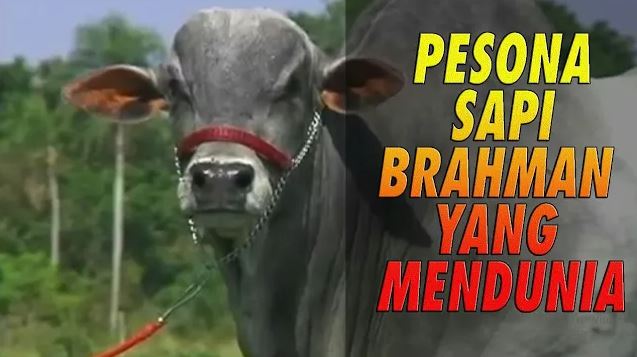 Detail Foto Sapi Brahman Nomer 51