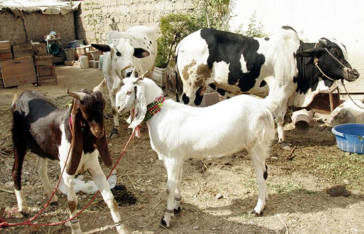 Detail Foto Sapi Dan Kambing Qurban Nomer 2