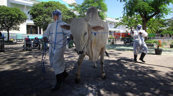 Detail Foto Sapi Dan Kambing Qurban Nomer 14