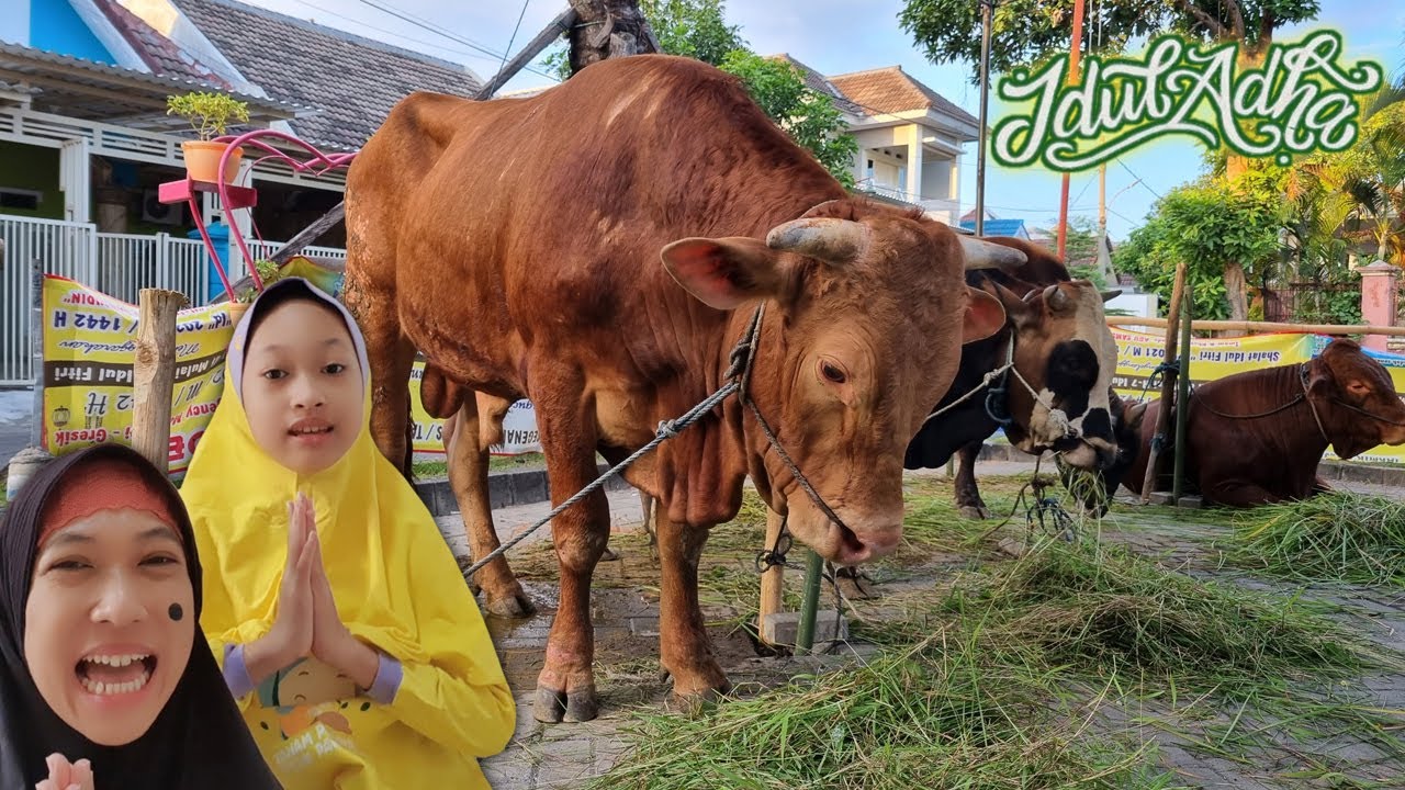 Foto Sapi Dipotong - KibrisPDR