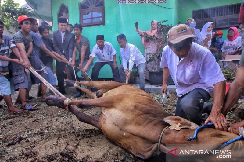 Detail Foto Sapi Dipotong Nomer 2