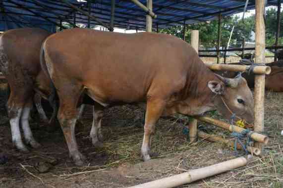 Detail Foto Sapi Qurban Nomer 15