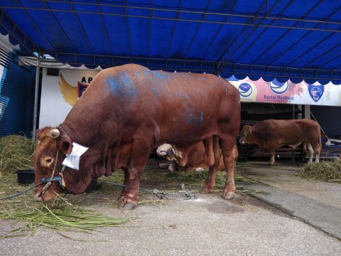 Detail Foto Sapi Qurban Nomer 35