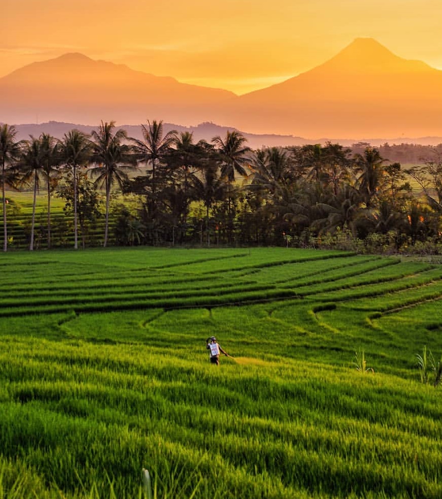 Detail Foto Sawah Keren Nomer 2