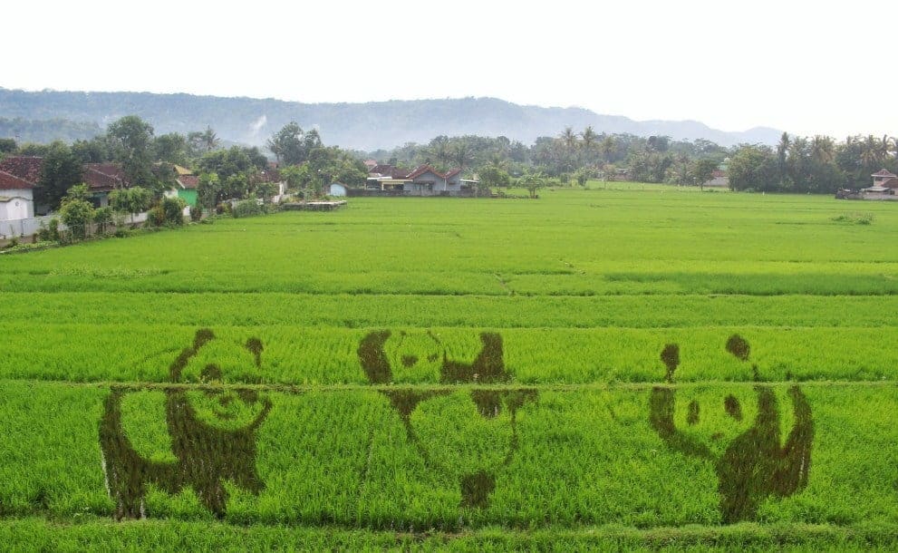 Detail Foto Sawah Keren Nomer 15