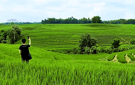 Detail Foto Sawah Keren Nomer 17