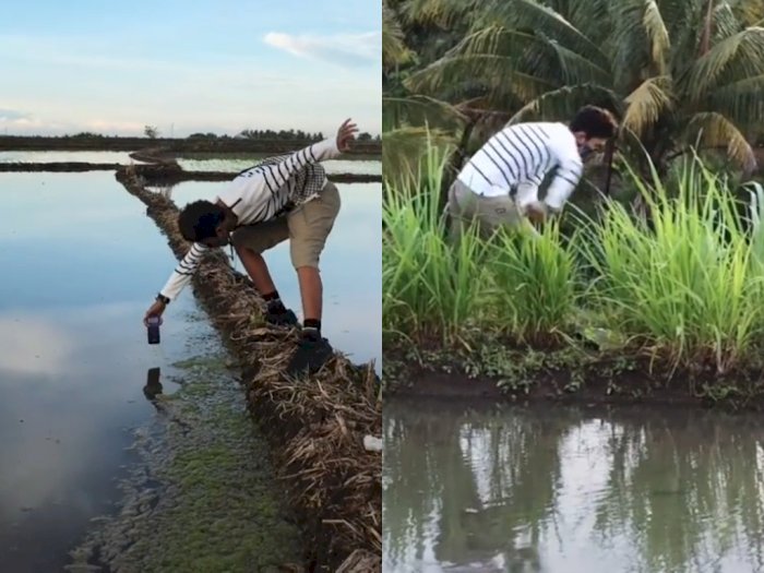 Detail Foto Sawah Keren Nomer 21