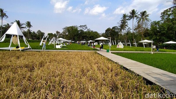 Detail Foto Sawah Keren Nomer 33