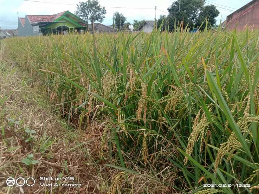 Detail Foto Sawah Keren Nomer 39