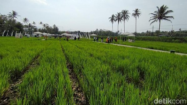 Detail Foto Sawah Keren Nomer 5