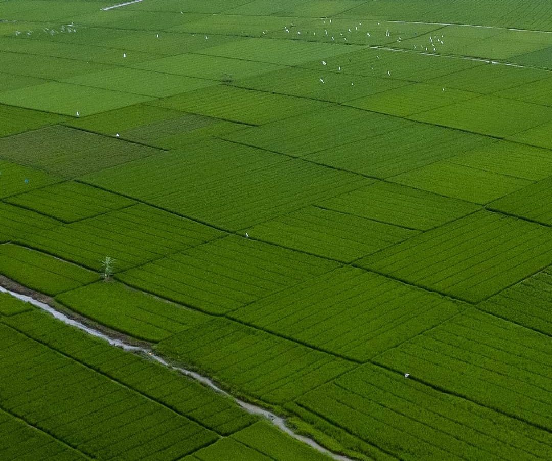 Detail Foto Sawah Keren Nomer 48