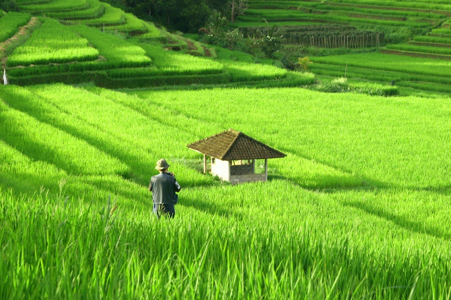 Detail Foto Sawah Keren Nomer 50