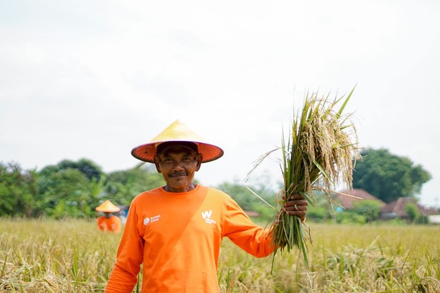 Detail Foto Sawah Keren Nomer 52