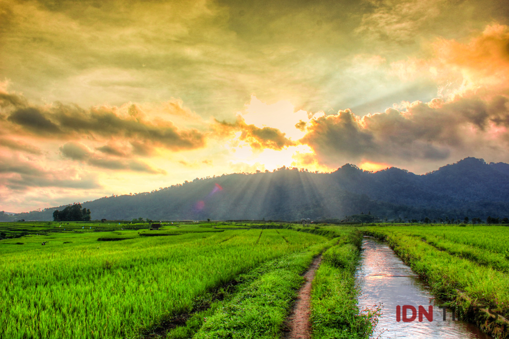 Detail Foto Sawah Keren Nomer 7