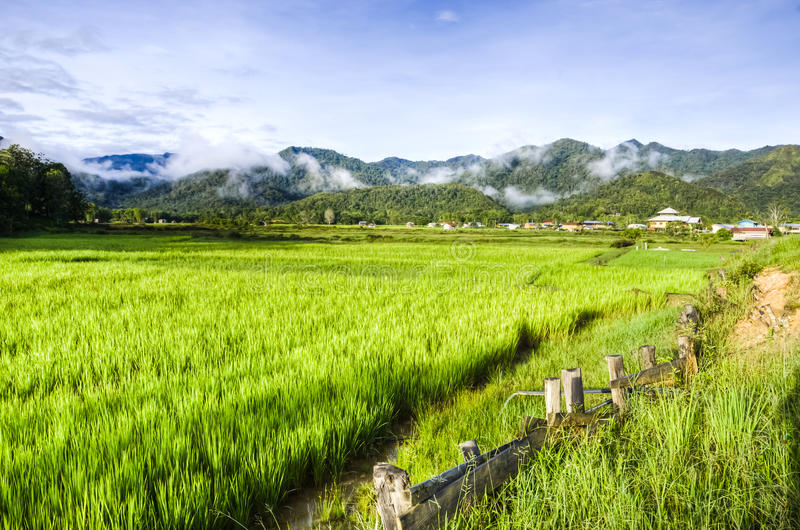 Detail Foto Sawah Padi Nomer 12