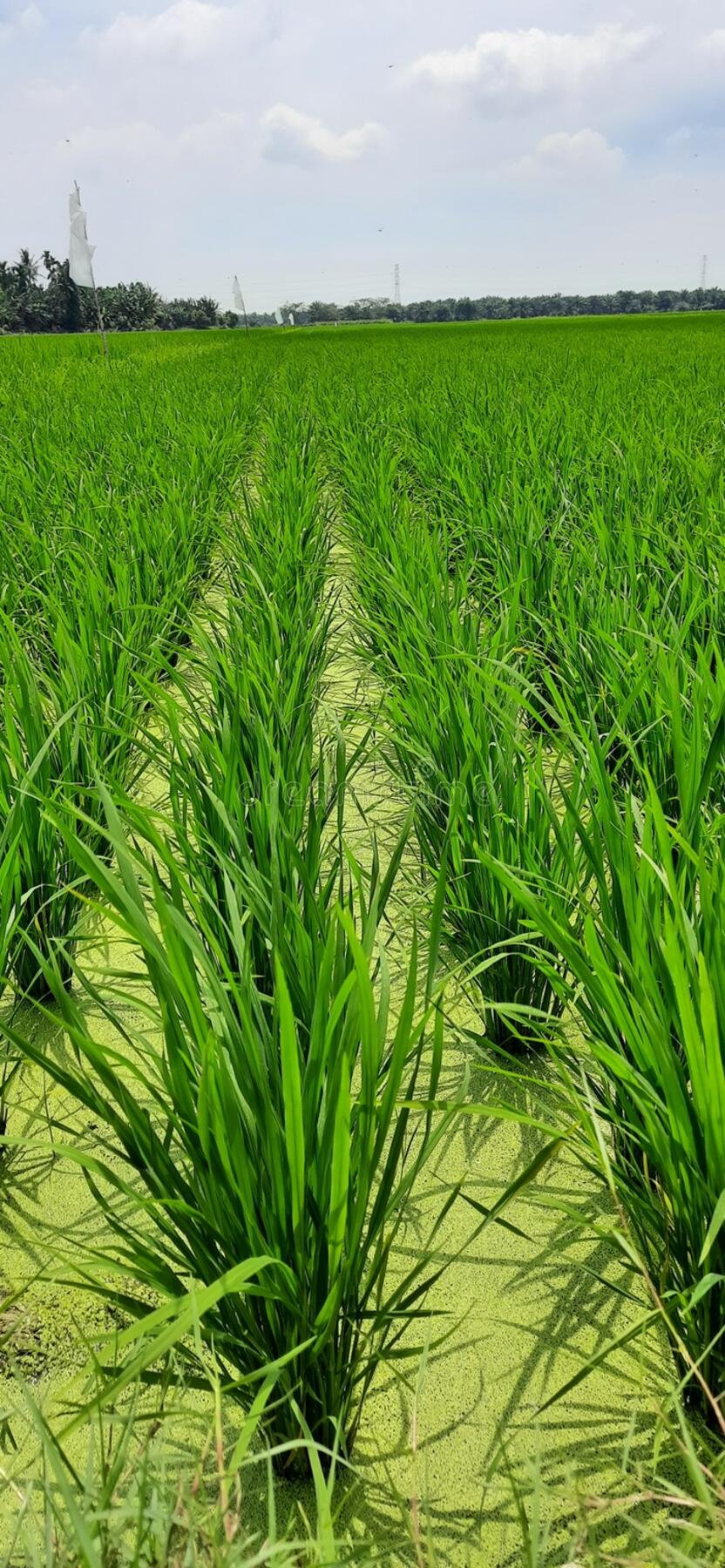 Detail Foto Sawah Padi Nomer 16