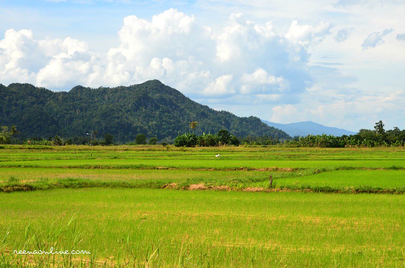 Detail Foto Sawah Padi Nomer 19