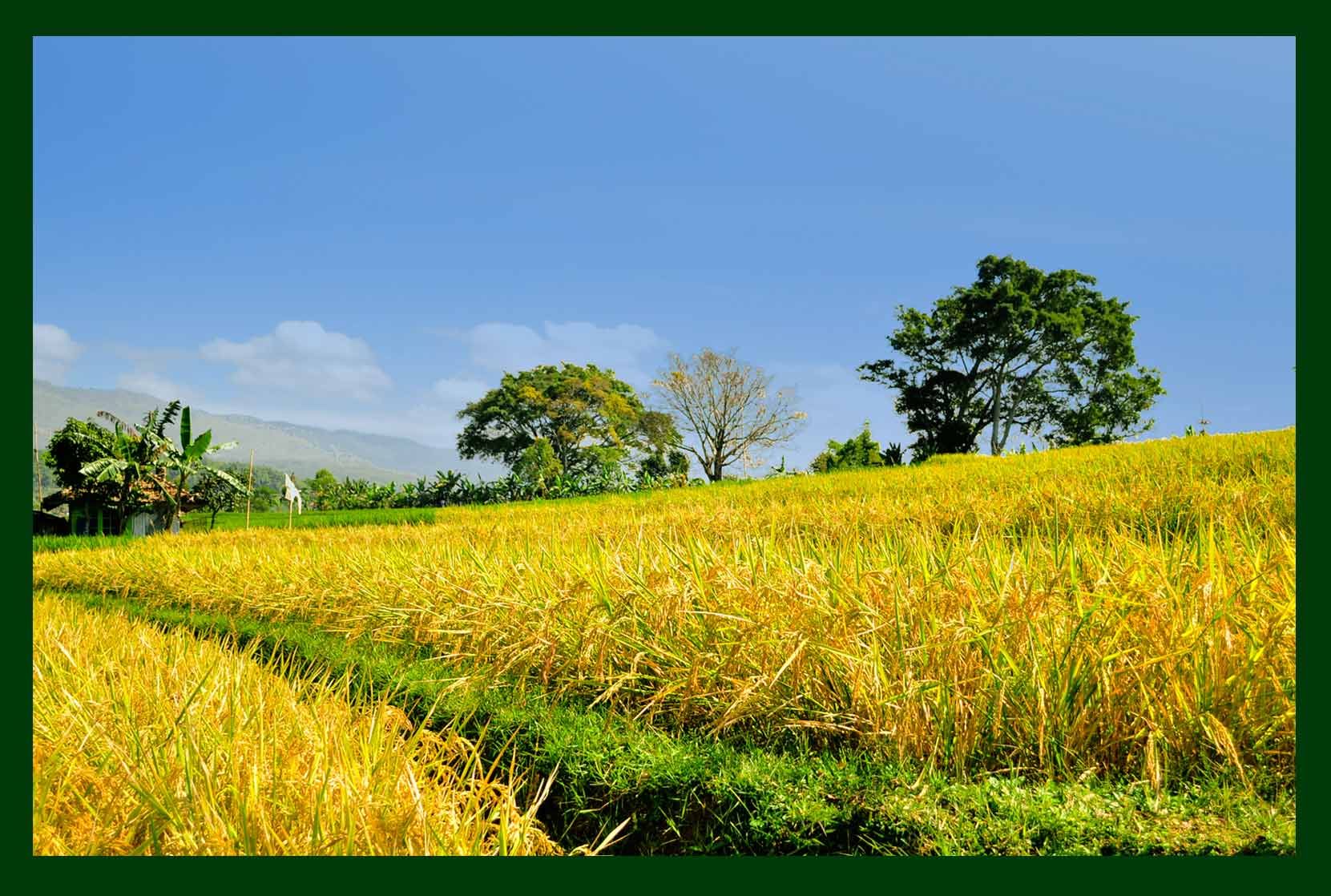 Detail Foto Sawah Padi Nomer 3