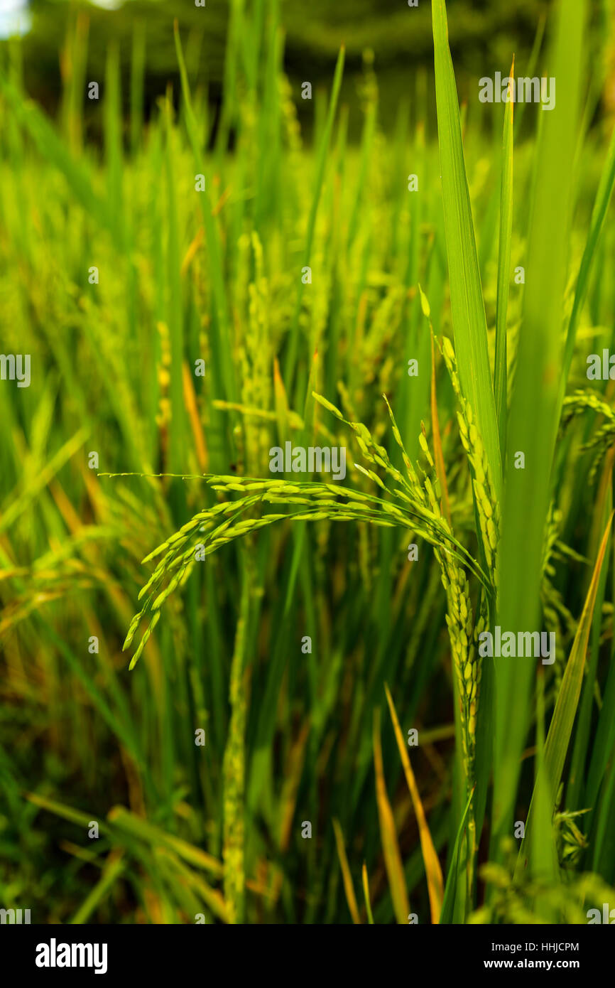 Detail Foto Sawah Padi Nomer 24